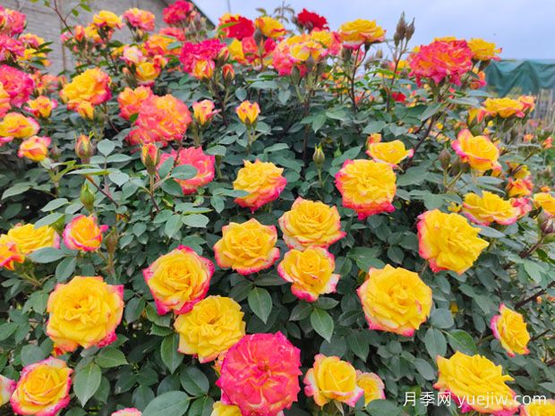 非常漂亮的9種月季花，各具特色絢麗多彩(圖4)
