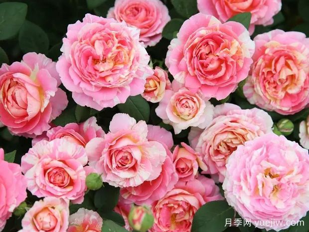 非常漂亮的9種月季花，各具特色絢麗多彩(圖2)
