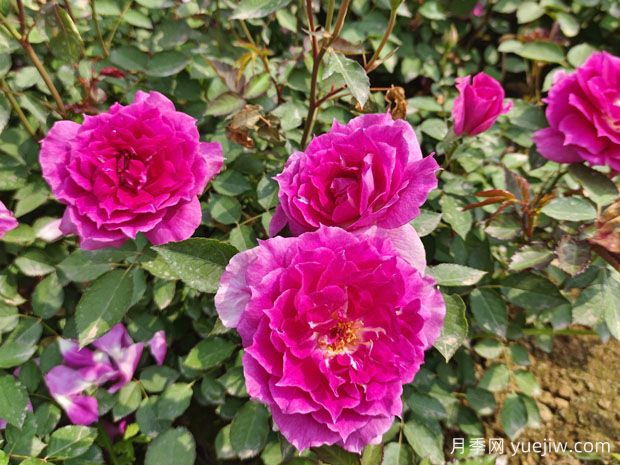 養月季花，離不開(kāi)松樹(shù)皮，泥炭配松樹(shù)皮，固根性非常好(圖1)