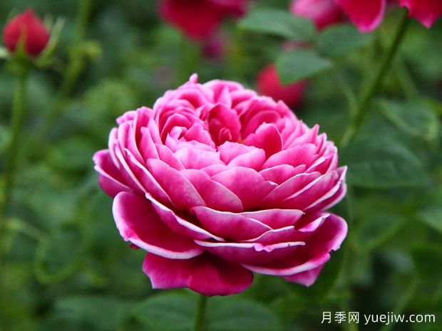 月季界的妖花瑪麗玫瑰，美到驚艷！(圖1)