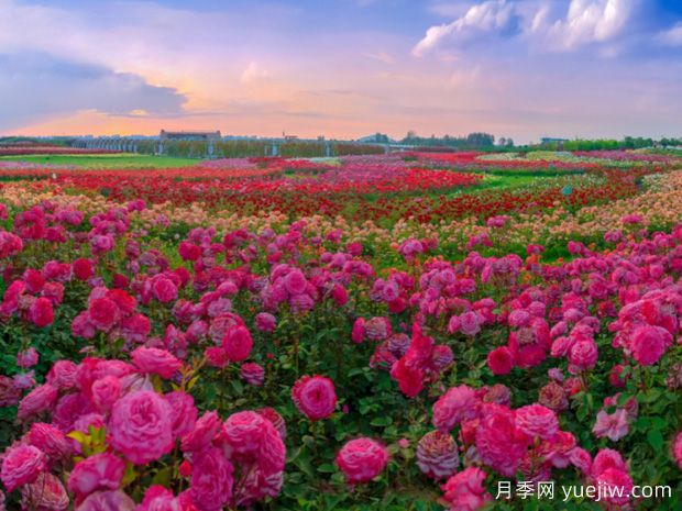 南陽(yáng)第二屆世界月季博覽會(huì )：當好東道主 熱情迎賓朋(圖2)