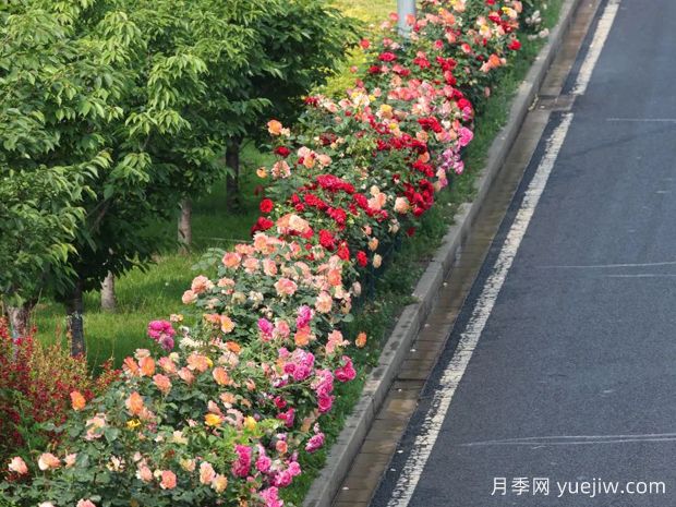 北京環(huán)路隔離帶上的月季到底是什么品種？(圖2)