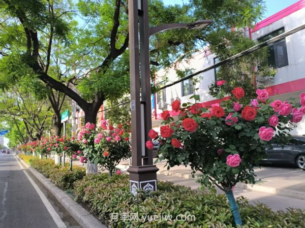 漯河月季：***美人間四月天 月季花開(kāi)香滿(mǎn)城(圖1)