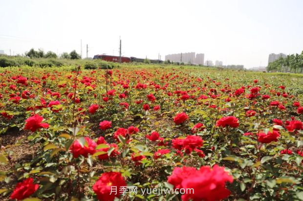 漯河月季：***美人間四月天 月季花開(kāi)香滿(mǎn)城(圖2)