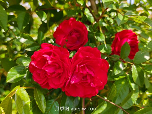 紅木香爬藤月季薔薇基地供應(圖1)
