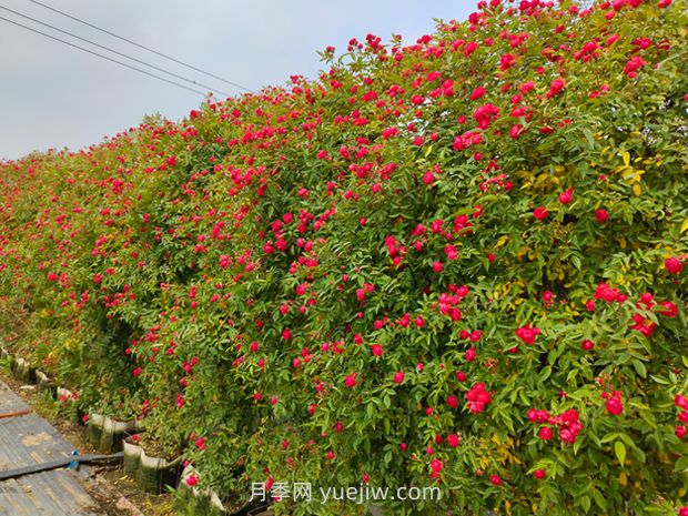紅木香爬藤月季薔薇基地供應(圖2)