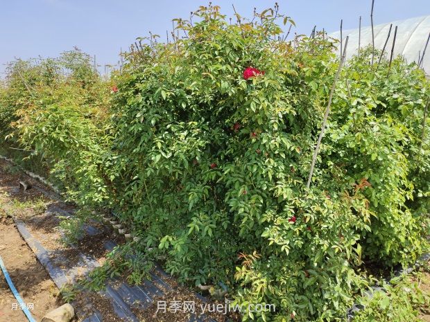 紅木香爬藤月季薔薇基地供應(圖3)