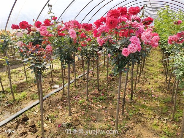 多色歐月薔薇桿樹(shù)狀月季棒棒糖月季價(jià)格(圖2)