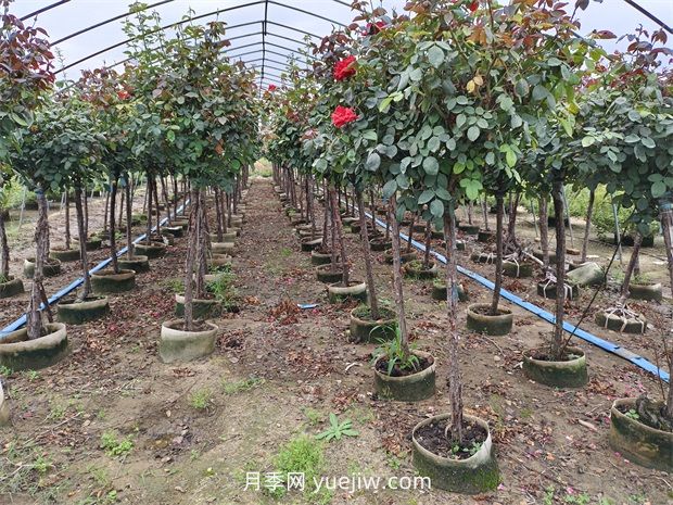 苗木分級怎么分？都有哪些等級？(圖1)