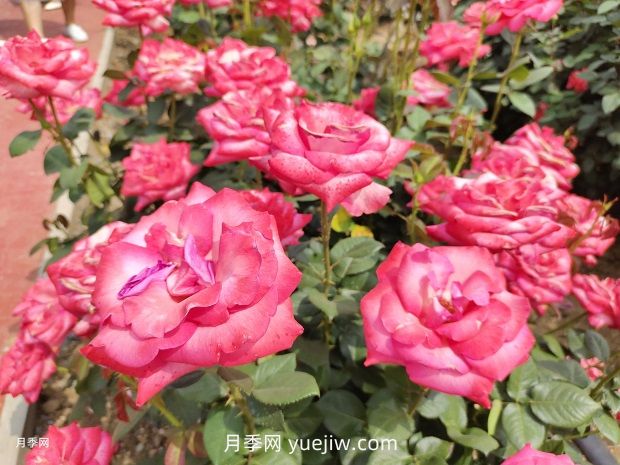 南陽(yáng)月季花養護指南(圖1)
