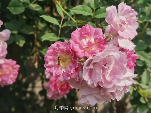 通俗版：薔薇、月季、玫瑰分辨指南(圖1)