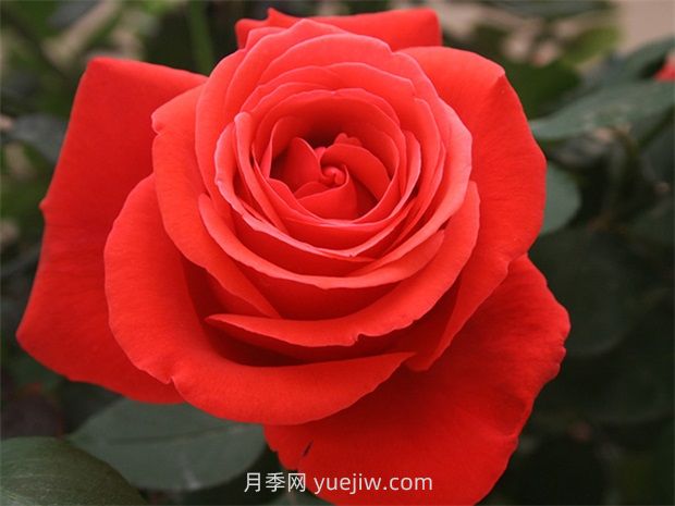 通俗版：薔薇、月季、玫瑰分辨指南(圖2)