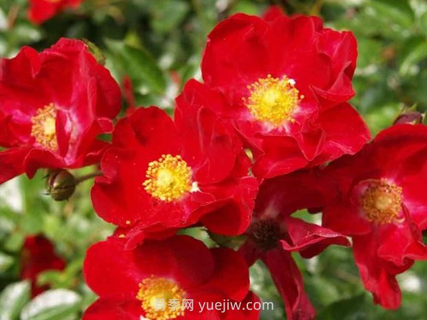 紅色天鵝絨地毯優(yōu)缺點(diǎn)，適合華南的耐濕熱月季(圖1)