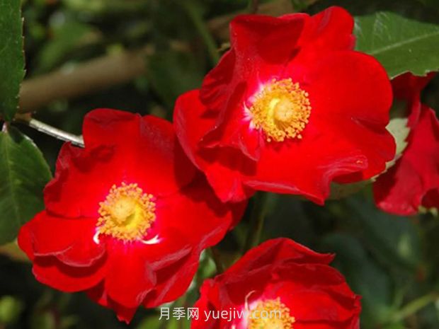 紅色天鵝絨地毯優(yōu)缺點(diǎn)，適合華南的耐濕熱月季(圖3)