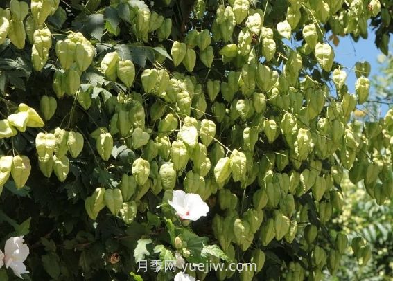 欒樹(shù)什么時(shí)候開(kāi)花？(圖1)