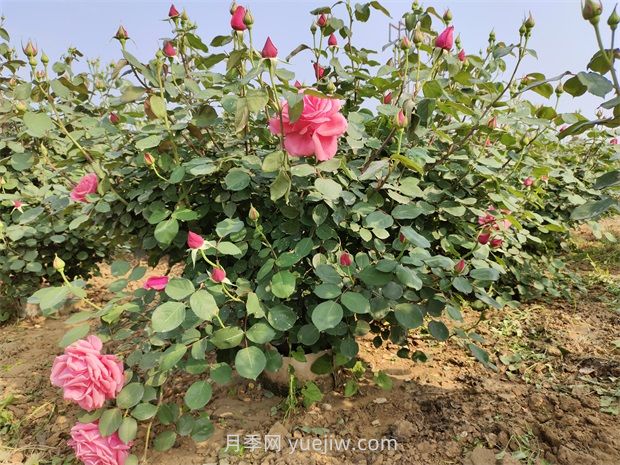 5月養月季如何做？虐一虐，花芽多開(kāi)花早(圖1)