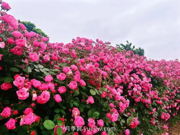 上海放鶴谷無(wú)門(mén)票，30萬(wàn)朵200多種月季開(kāi)成了花海(圖1)