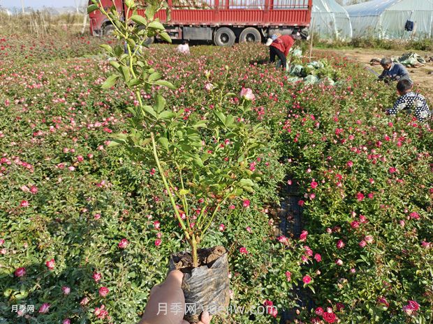 苗木反季節栽植技術(shù)要點(diǎn)(圖1)