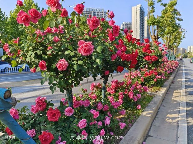 樹(shù)狀月季葉片發(fā)黃怎么辦？原因和應對措施(圖1)