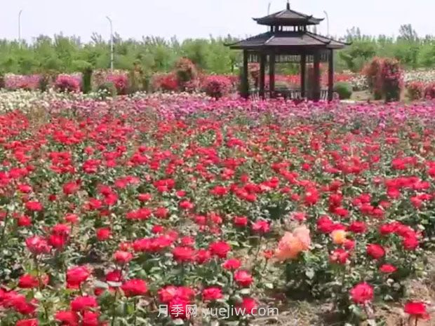 鹽城射陽(yáng)縣鶴鄉菊海8萬(wàn)株月季花盛放，打卡圣地(圖2)
