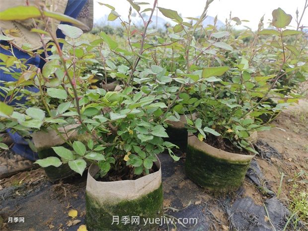 2500棵矮壯美植袋月季苗綠化校園花壇景觀(guān)(圖3)