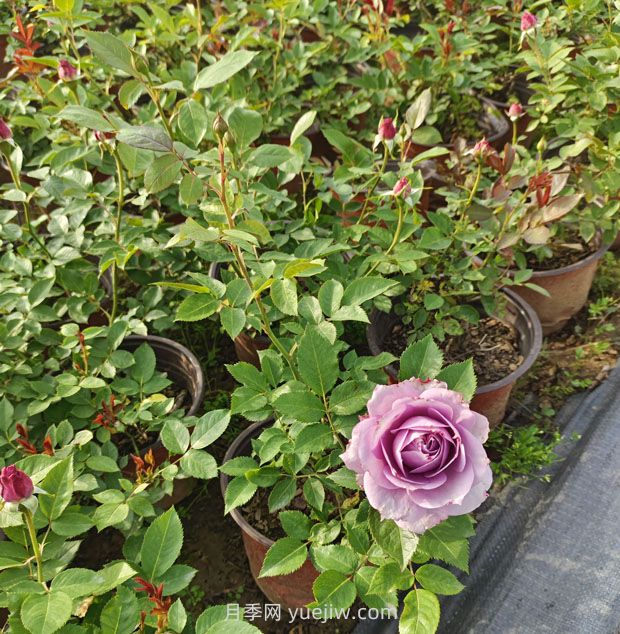 大花豐花微月雙色盆月季苗批發(fā)供應(圖3)