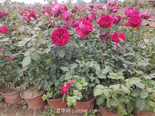 大花豐花微月雙色盆月季苗批發(fā)供應(圖4)