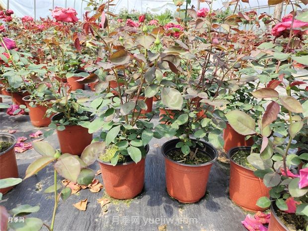 大花豐花微月雙色盆月季苗批發(fā)供應(圖1)