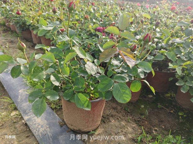大花豐花微月雙色盆月季苗批發(fā)供應(圖2)