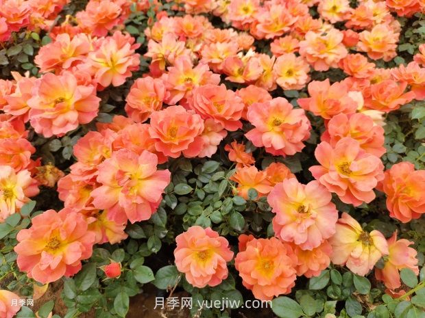 紅從容月季，花型美抗性佳，花色漸變美化花壇(圖2)
