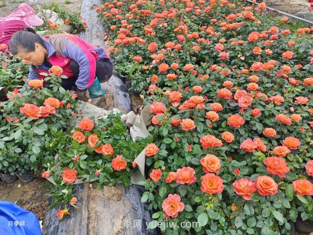 紅從容月季，花型美抗性佳，花色漸變美化花壇(圖3)