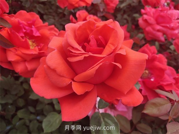 如何通過(guò)修剪大花月季，保證它的生長(cháng)健康？(圖1)
