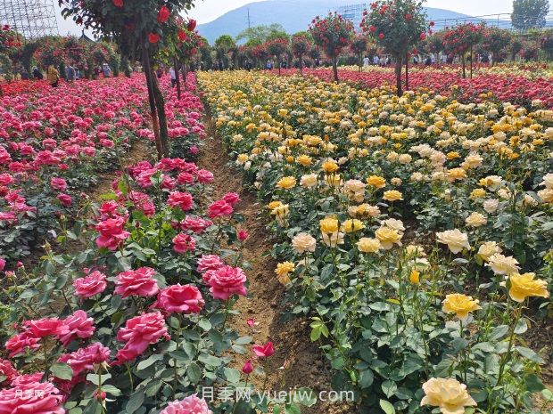 月季花的第二次開(kāi)花：如何讓花長(cháng)得更好？(圖1)