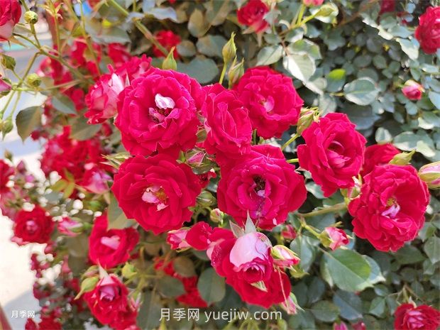 如何解決月季開(kāi)花不旺？(圖1)