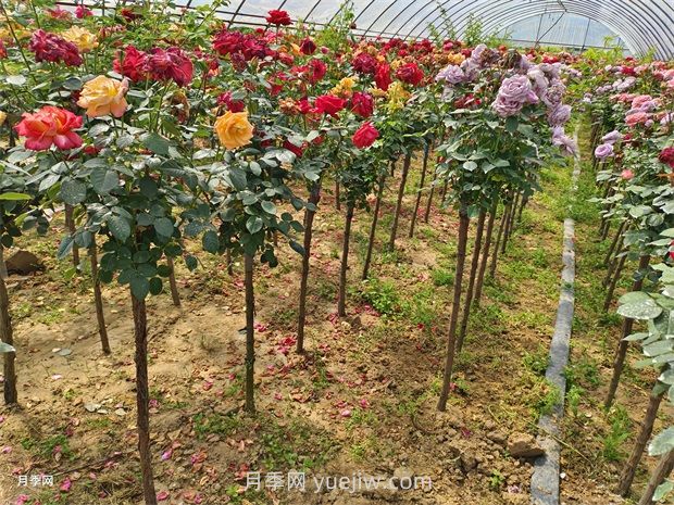 樹(shù)狀月季怎么種植？(圖1)
