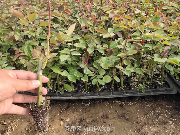 大花月季花可以嫁接培育嗎？(圖2)