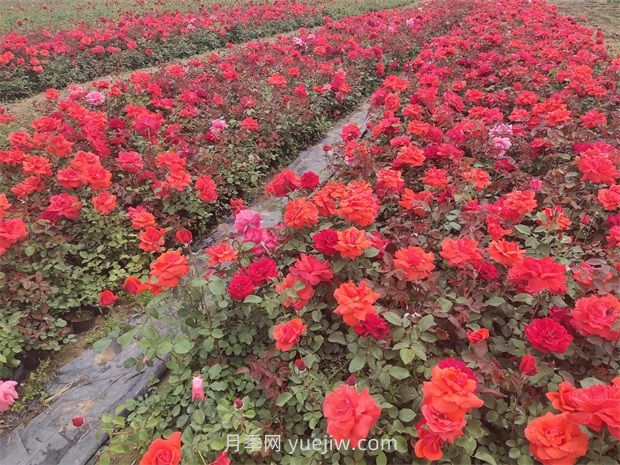 月季花的特點(diǎn)是什么？(圖1)
