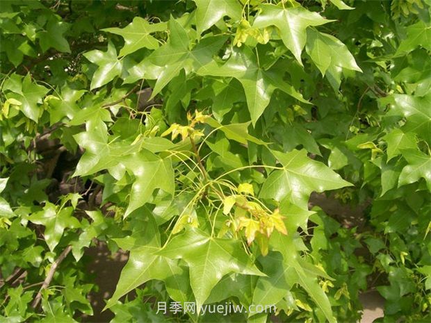 元寶楓需要什么樣的生長(cháng)環(huán)境？(圖1)