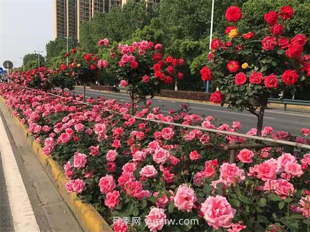 綠化養護如何提高管理？(圖1)
