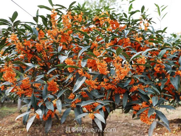 夏季如何讓桂花樹(shù)茁壯成長(cháng)？(圖1)