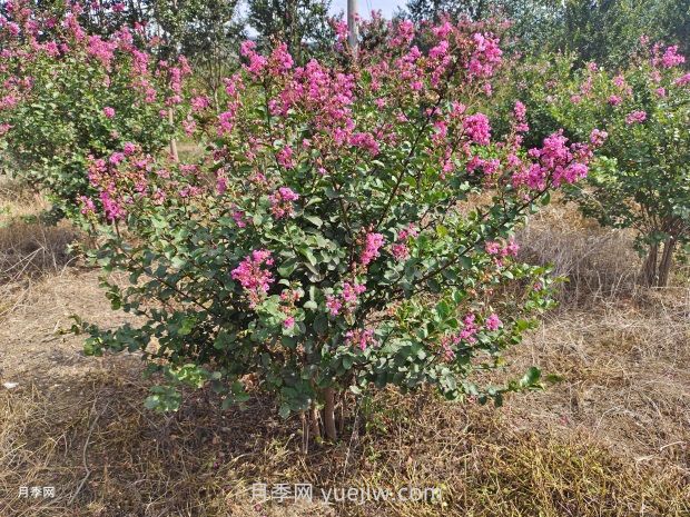 紫薇樹(shù)的園林景觀(guān)應用(圖2)