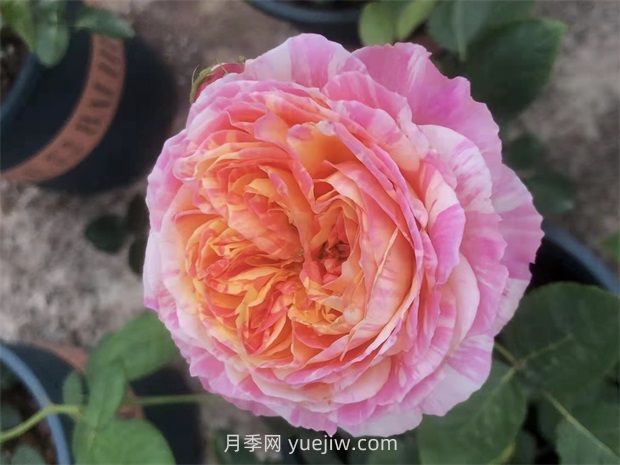 抗病豐花耐熱，兩廣能種的油畫(huà)色調克勞德莫奈月季(圖1)