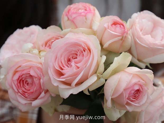 蒙娜麗莎月季的優(yōu)缺點(diǎn)是什么？(圖1)