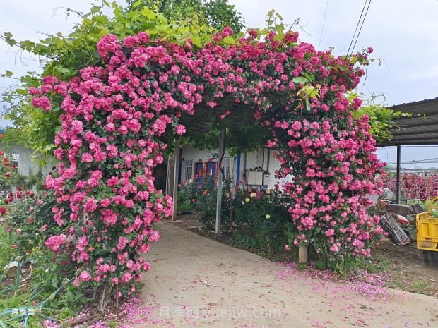 如何以造型月季為主題打造迷人花園？(圖1)