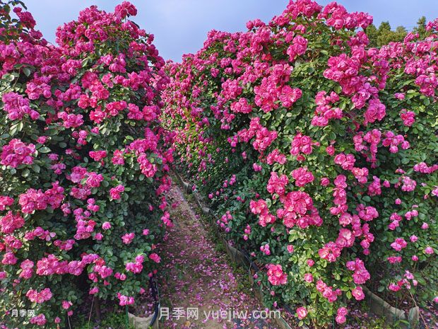 如何以造型月季為主題打造迷人花園？(圖2)