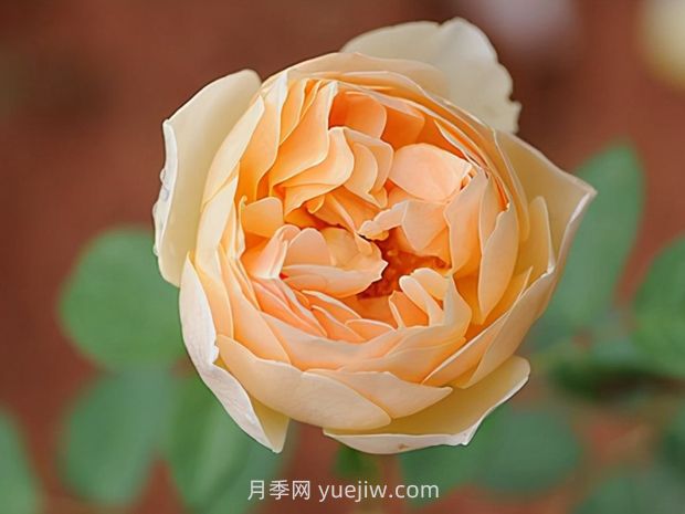 無(wú)名的裘德月季的優(yōu)缺點(diǎn)是什么？(圖1)