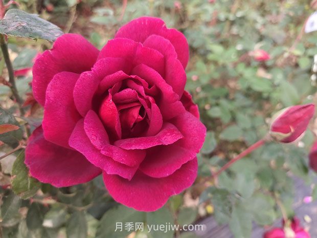 紫荷月季的優(yōu)缺點(diǎn)是什么？(圖1)
