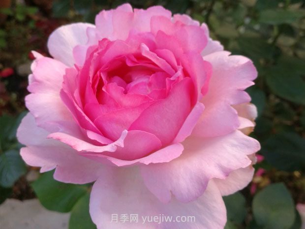 伊芙貴族香水月季的優(yōu)缺點(diǎn)是什么？(圖1)