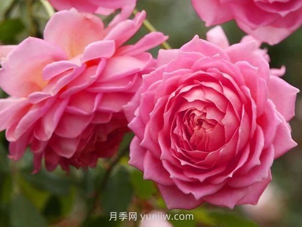 銀禧慶典月季的優(yōu)缺點(diǎn)是什么？(圖1)