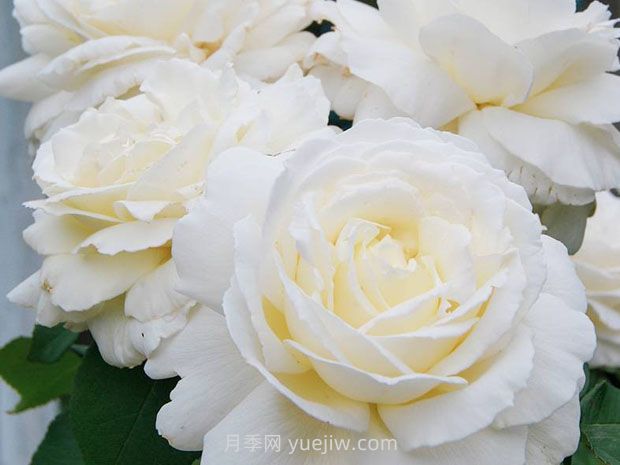 珍妮莫羅月季的優(yōu)缺點(diǎn)是什么？(圖1)